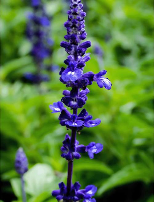 中国适合种植哪些薰衣草品种？-第2张图片-宁夏农业信息网