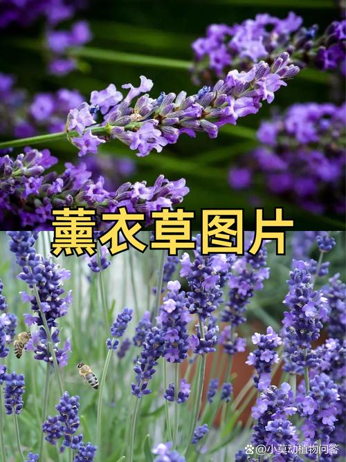 中国适合种植哪些薰衣草品种？-第3张图片-宁夏农业信息网