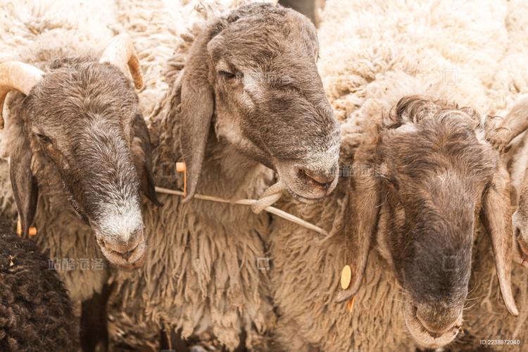 喀什山羊品种经济价值如何?-第1张图片-宁夏农业信息网 喀什山羊品种经济价值如何?-第1张图片-宁夏农业信息网