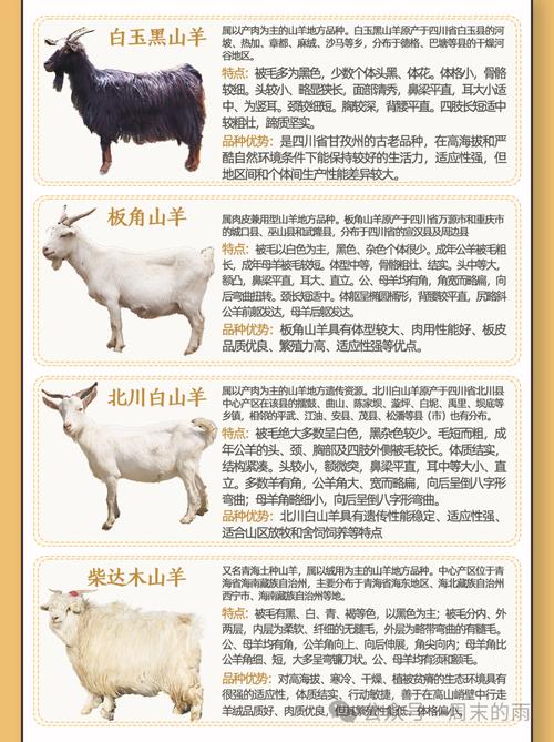 喀什山羊品种经济价值如何?-第3张图片-宁夏农业信息网 喀什山羊品种经济价值如何?-第3张图片-宁夏农业信息网