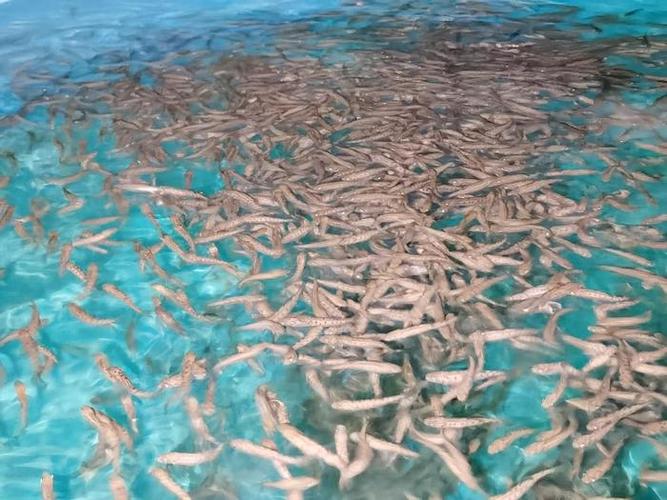 青岛今年水产养殖情况，产量与收益究竟如何？-第1张图片-宁夏农业信息网