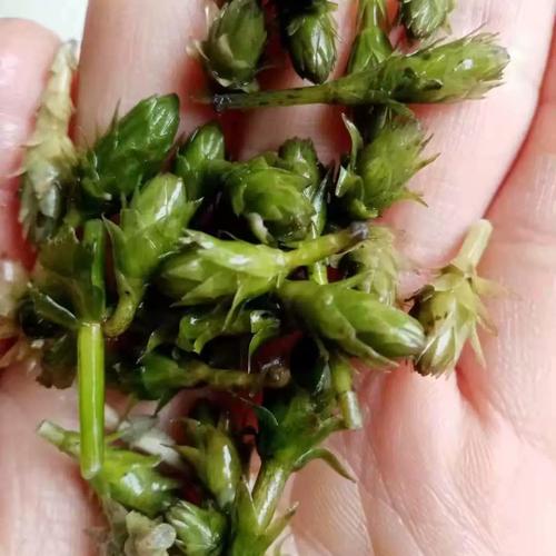 小龙虾养殖水草怎么栽培才高产？-第2张图片-宁夏农业信息网