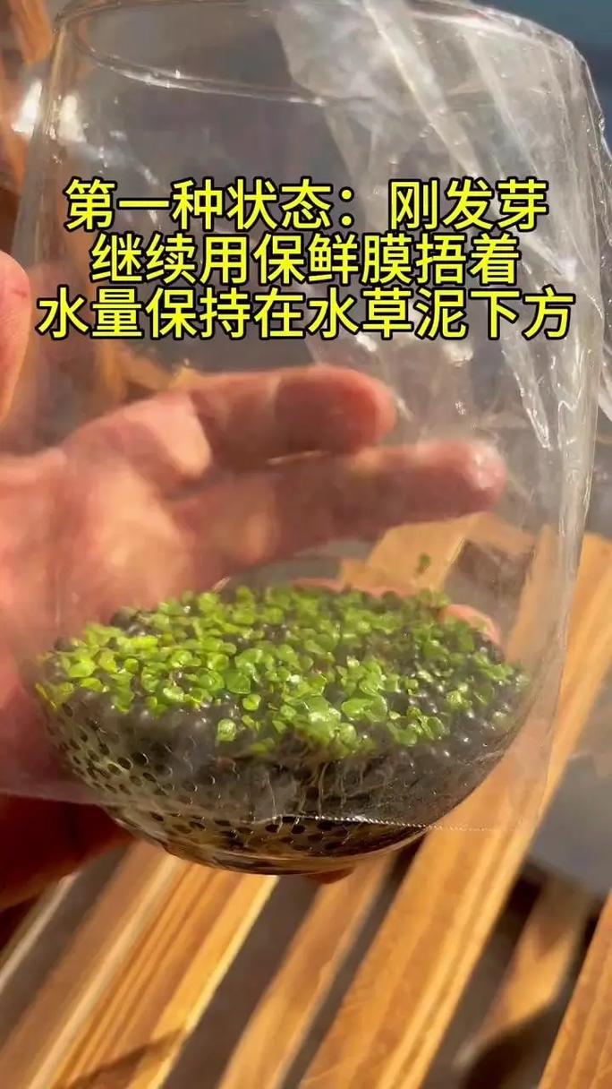 小龙虾养殖水草怎么栽培才高产？-第3张图片-宁夏农业信息网