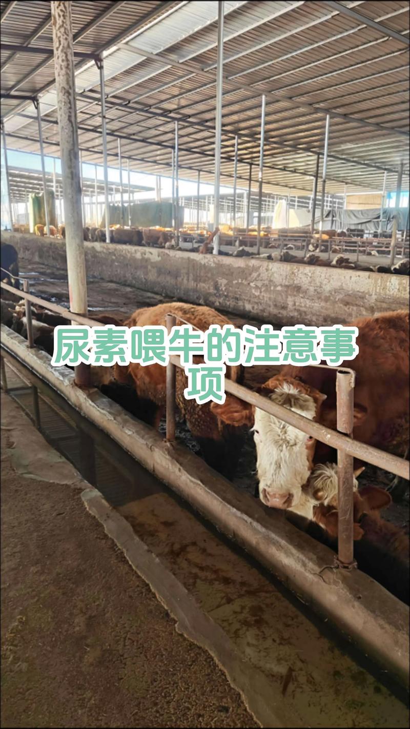 育肥牛饲养怎样才最科学？-第2张图片-宁夏农业信息网