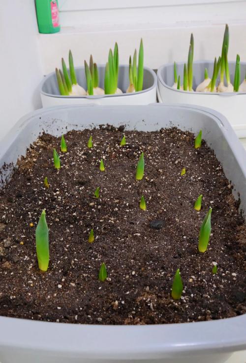 郁金香普通繁殖方法有哪些?-第2张图片-宁夏农业信息网 郁金香普通繁殖方法有哪些?-第2张图片-宁夏农业信息网