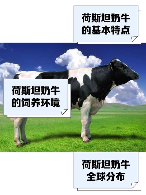 奶牛什么品种最好又贵？-第1张图片-宁夏农业信息网