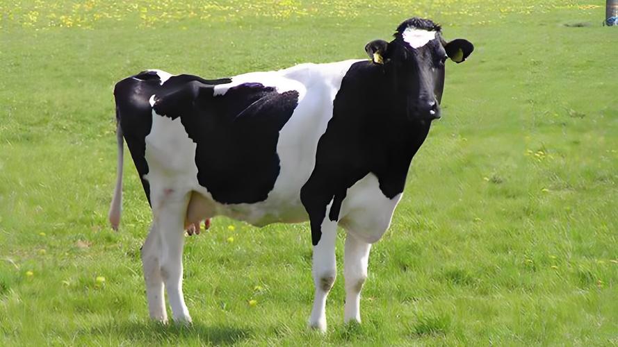 奶牛什么品种最好又贵？-第2张图片-宁夏农业信息网