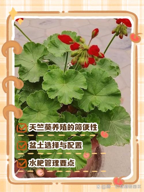 天竺葵怎么养？新手必学养殖技巧-第1张图片-宁夏农业信息网