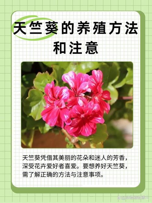 天竺葵怎么养？新手必学养殖技巧-第2张图片-宁夏农业信息网