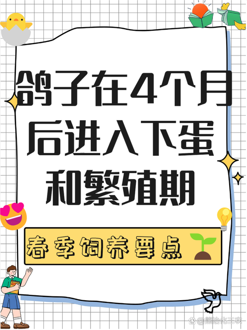 养种鸽子多久会下蛋？-第1张图片-宁夏农业信息网