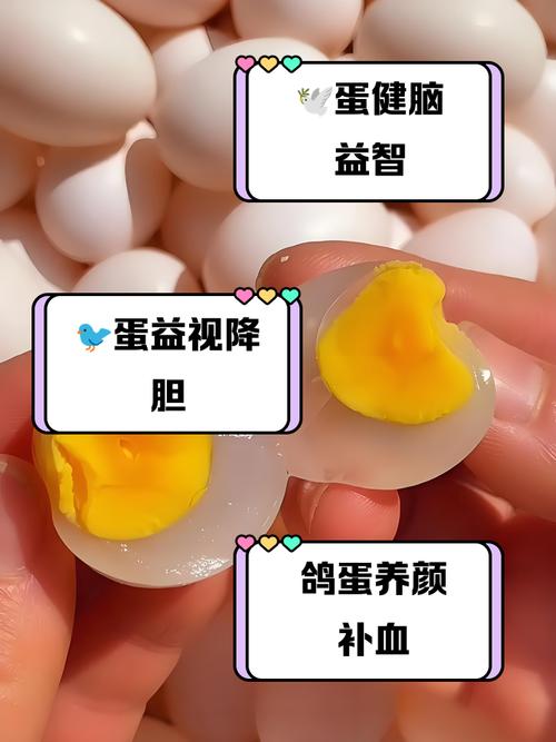 养种鸽子多久会下蛋？-第2张图片-宁夏农业信息网