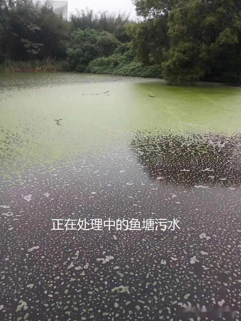 水产养殖如何造成水体污染？-第2张图片-宁夏农业信息网