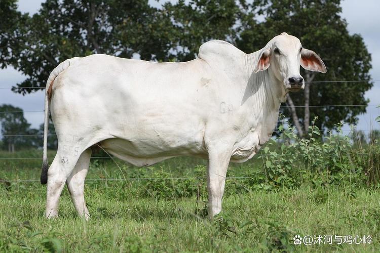 2025年辽宁主推肉牛品种有哪些？-第1张图片-宁夏农业信息网