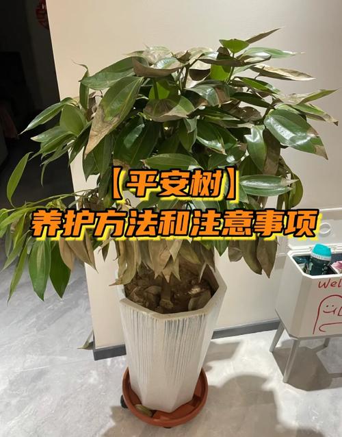 平安树养殖要注意哪些事项？-第1张图片-宁夏农业信息网