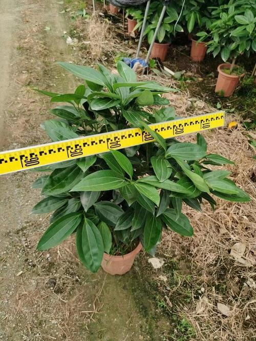 平安树养殖要注意哪些事项？-第2张图片-宁夏农业信息网