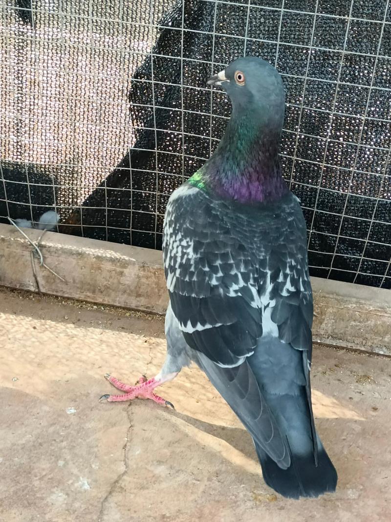 2025年哪些肉鸽品种最好？-第2张图片-宁夏农业信息网