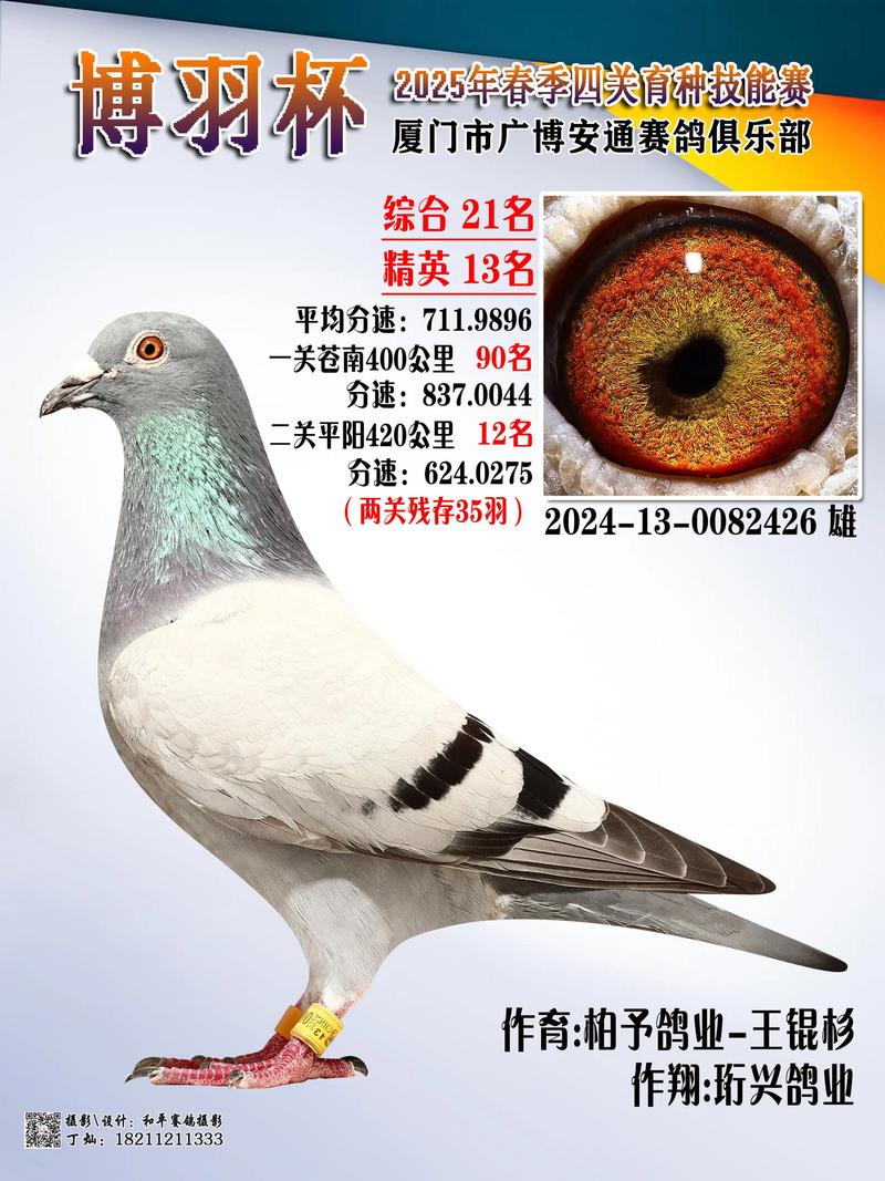 2025年哪些肉鸽品种最好？-第3张图片-宁夏农业信息网