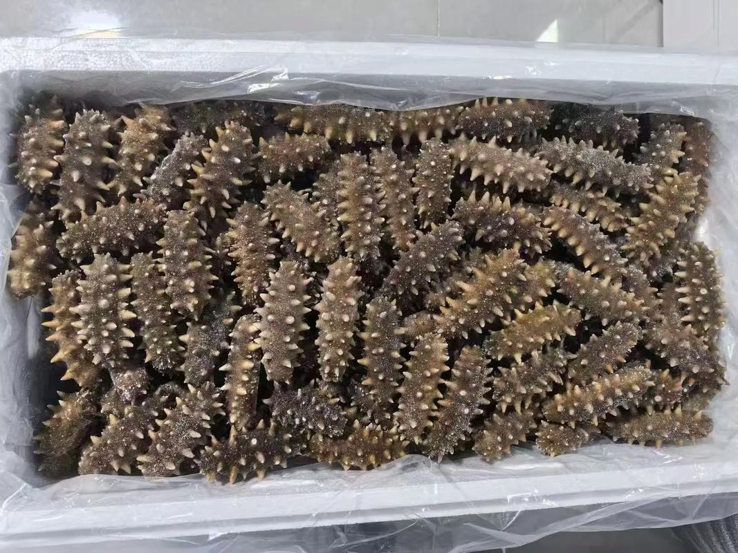 央视报道海参，有何深意？-第1张图片-宁夏农业信息网