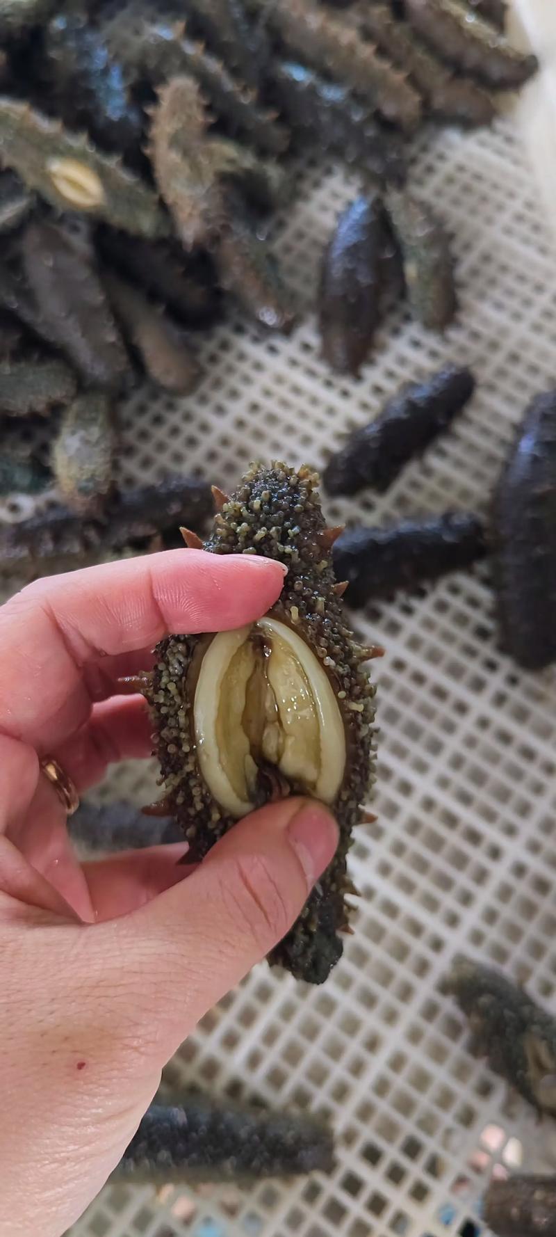 央视报道海参，有何深意？-第3张图片-宁夏农业信息网