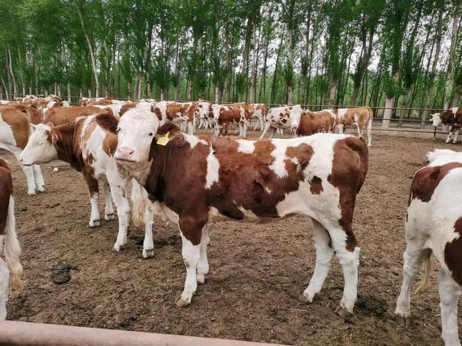 2025年肉牛品种怎么选？哪个最赚钱？-第1张图片-宁夏农业信息网
