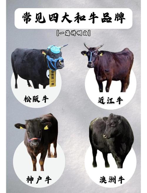 2025年肉牛品种怎么选？哪个最赚钱？-第3张图片-宁夏农业信息网