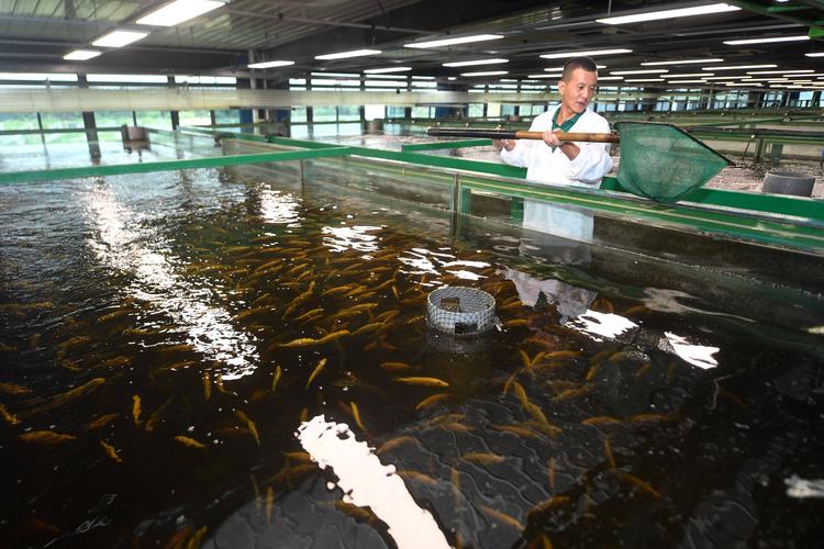 浙江高档淡水养殖如何突破瓶颈，实现高收益？-第2张图片-宁夏农业信息网