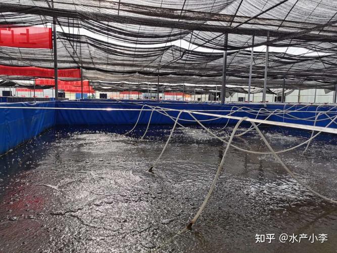 山东水产养殖对虾产量如何？-第3张图片-宁夏农业信息网