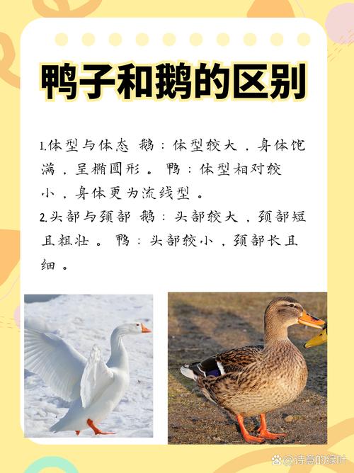 鹅小品种和大品种有何差异？-第1张图片-宁夏农业信息网