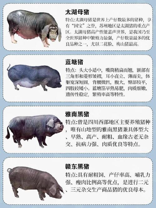 猪的地方品种与引入品种有何差异？-第2张图片-宁夏农业信息网