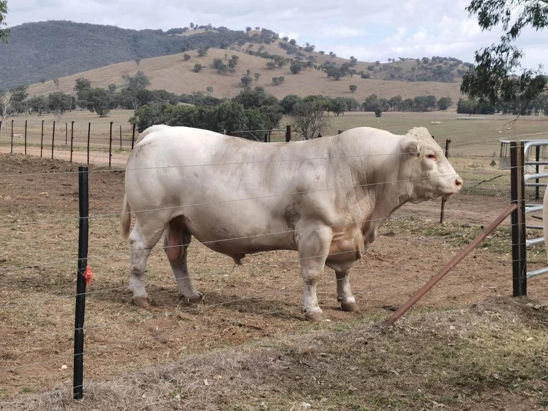 养牛品种利木赞什么品种-第1张图片-宁夏农业信息网