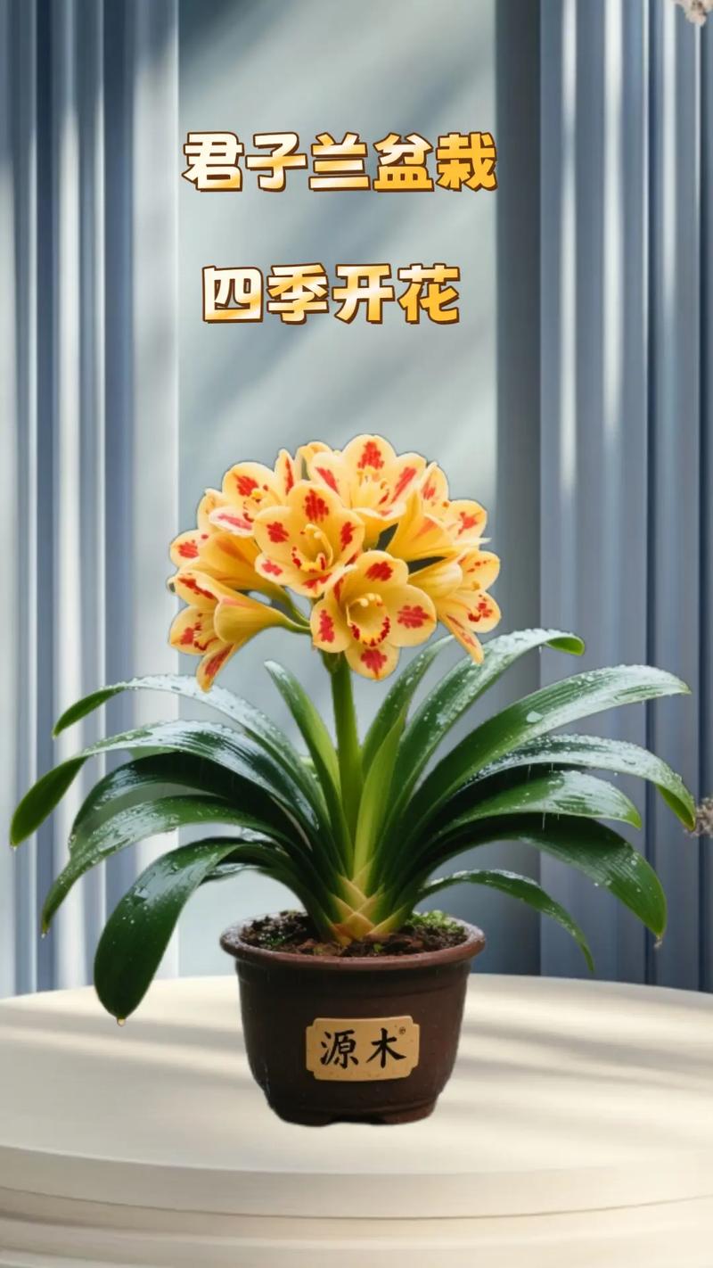 君子兰哪个品种最好？揭秘最值得养的兰花品种-第1张图片-宁夏农业信息网