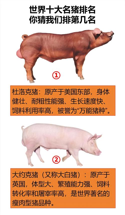 猪哪个品种最瘦？-第1张图片-宁夏农业信息网