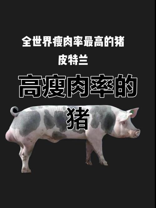 猪哪个品种最瘦？-第2张图片-宁夏农业信息网