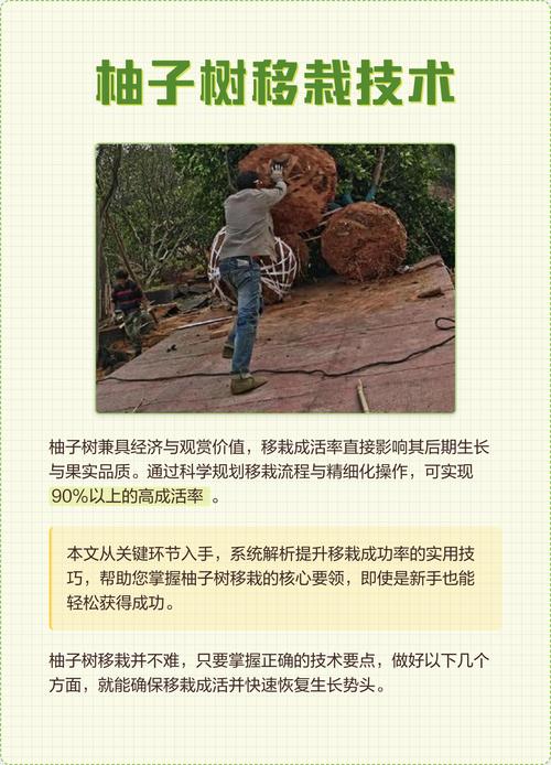 移栽大柚子树有哪些方法?-第1张图片-宁夏农业信息网 移栽大柚子树有哪些方法?-第1张图片-宁夏农业信息网