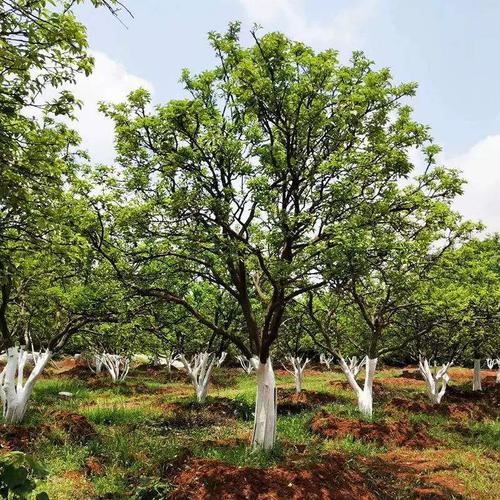 移栽大柚子树有哪些方法?-第2张图片-宁夏农业信息网 移栽大柚子树有哪些方法?-第2张图片-宁夏农业信息网