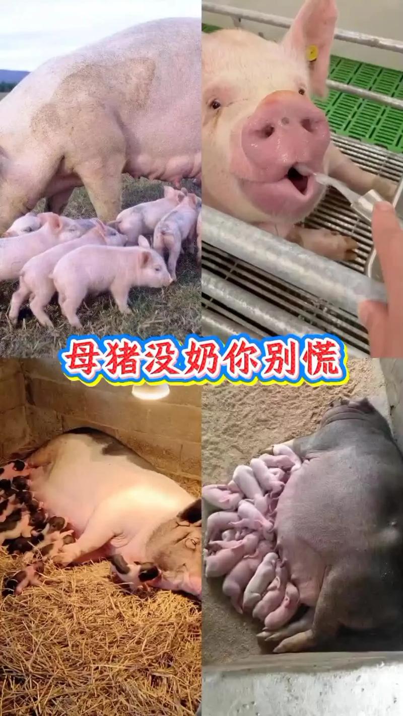 母猪缺奶的最佳治疗方法-第3张图片-宁夏农业信息网