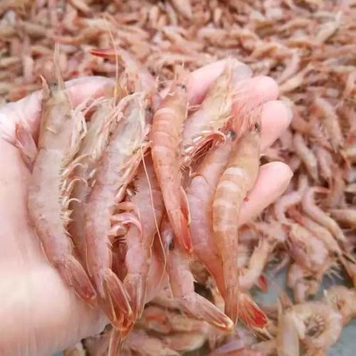 青岛水产对虾批发市场哪里找？-第1张图片-宁夏农业信息网