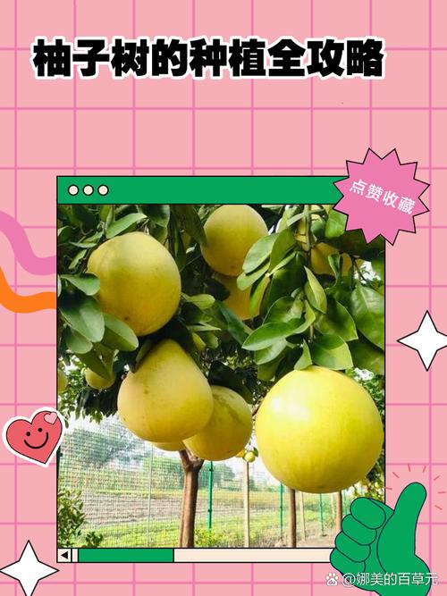 种柚子树管理的正确方法-第1张图片-宁夏农业信息网