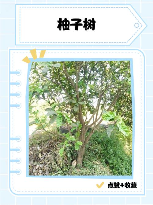 种柚子树管理的正确方法-第2张图片-宁夏农业信息网