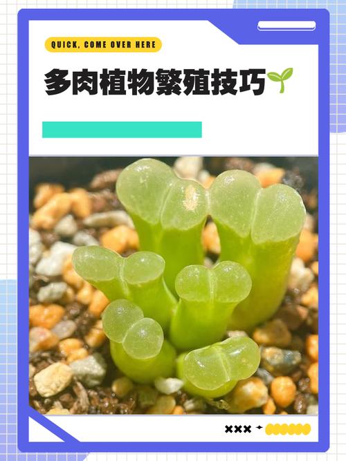 多肉幼苗怎么养才最好？-第1张图片-宁夏农业信息网