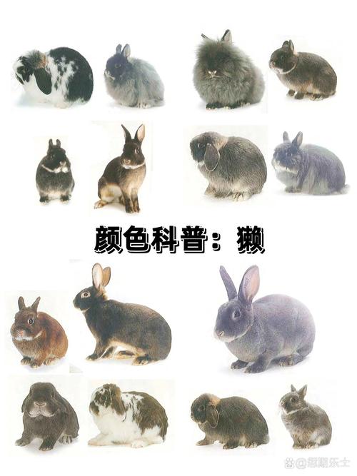 兔子品种知多少？-第3张图片-宁夏农业信息网