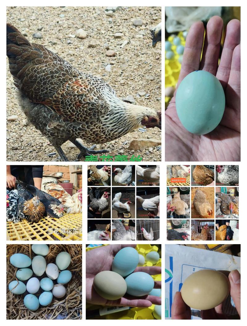 下绿壳蛋的鸡是什么品种-第2张图片-宁夏农业信息网