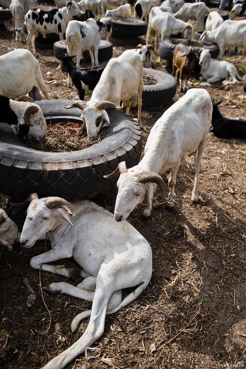 羊中暑的症状及治疗方法-第2张图片-宁夏农业信息网