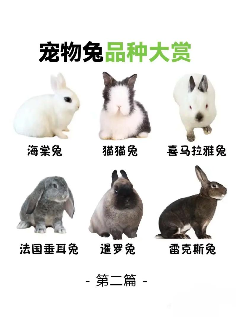 2025年养兔，哪个肉兔品种最赚钱？-第1张图片-宁夏农业信息网