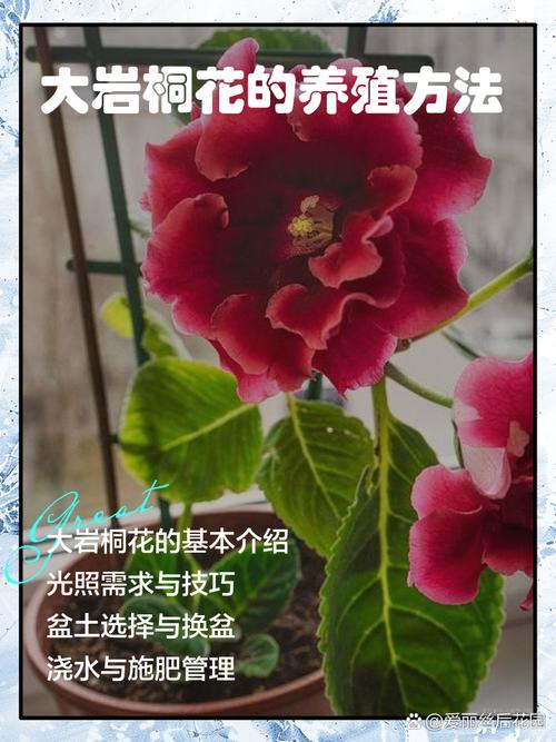 冬天养大岩桐,保暖和光照怎么做?-第1张图片-宁夏农业信息网 冬天养大岩桐,保暖和光照怎么做?-第1张图片-宁夏农业信息网