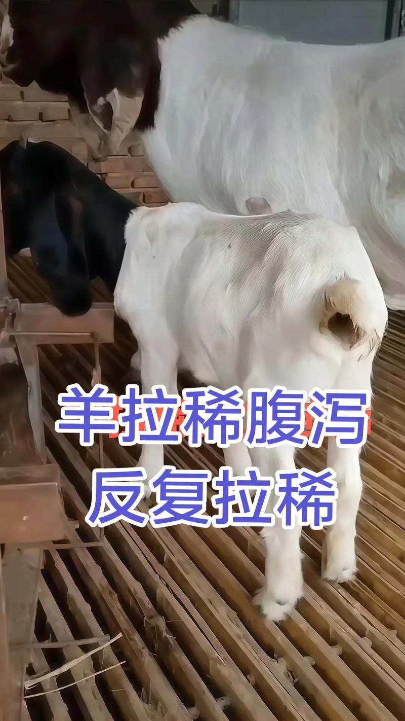 羊反复拉稀怎么办？-第1张图片-宁夏农业信息网