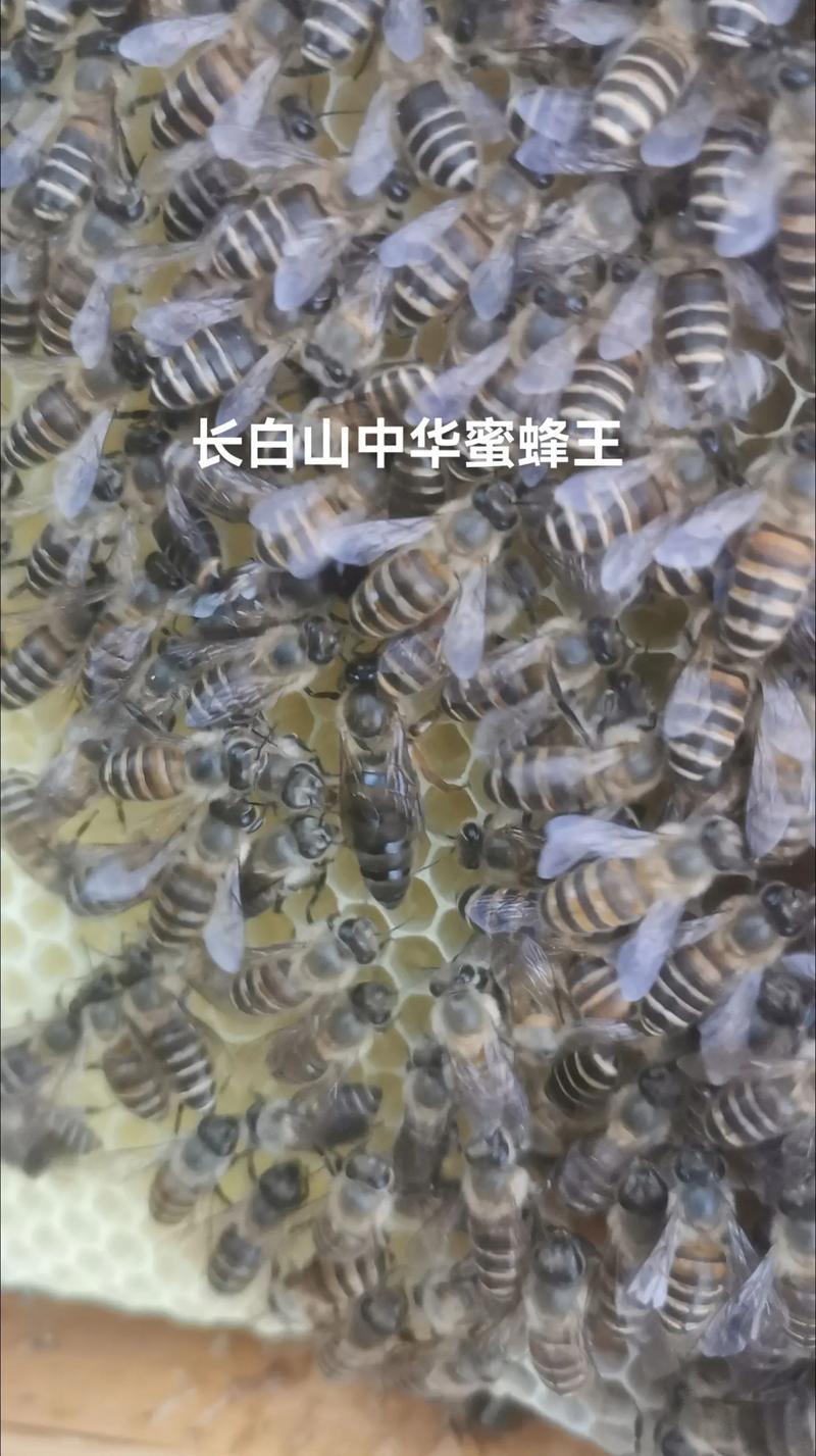 中蜂蜂王的几个优良品种-第1张图片-宁夏农业信息网