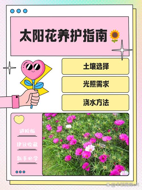 太阳花的养殖方法怎么养-第1张图片-宁夏农业信息网