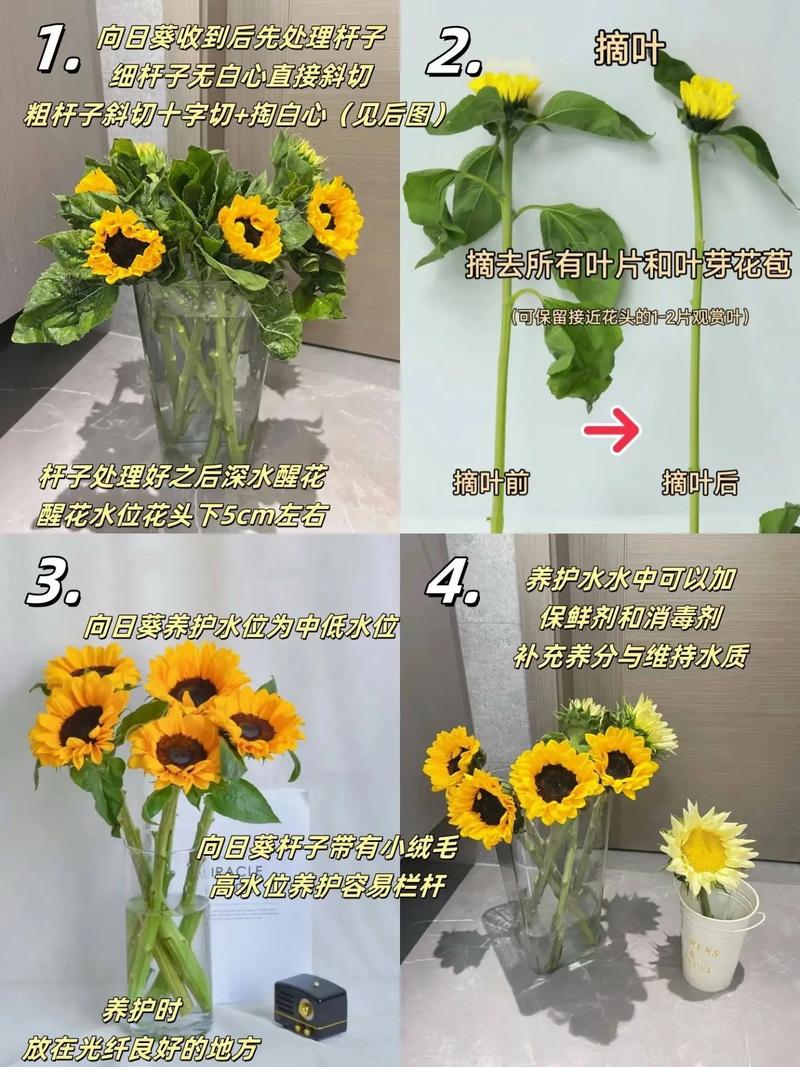 太阳花的养殖方法怎么养-第3张图片-宁夏农业信息网