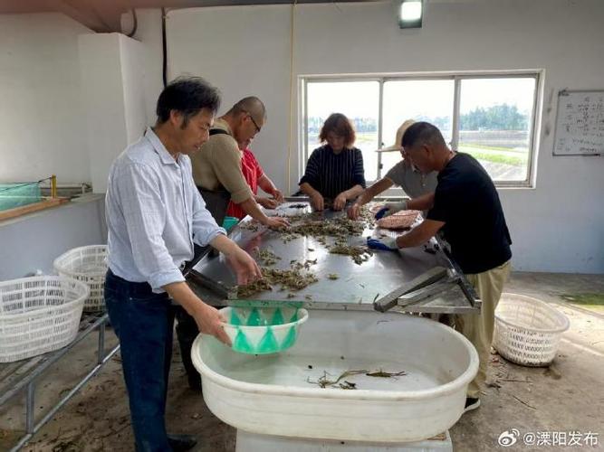 青虾养殖有哪些成功事迹可借鉴?-第2张图片-宁夏农业信息网 青虾养殖有哪些成功事迹可借鉴?-第2张图片-宁夏农业信息网